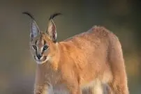 (ویدئو) گربه سیاهگوش چموش، آهو را شکار کرد!
