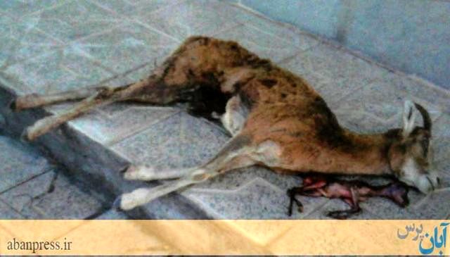 اقدام منزجرکنندۀ یک شکارچی در کرمان