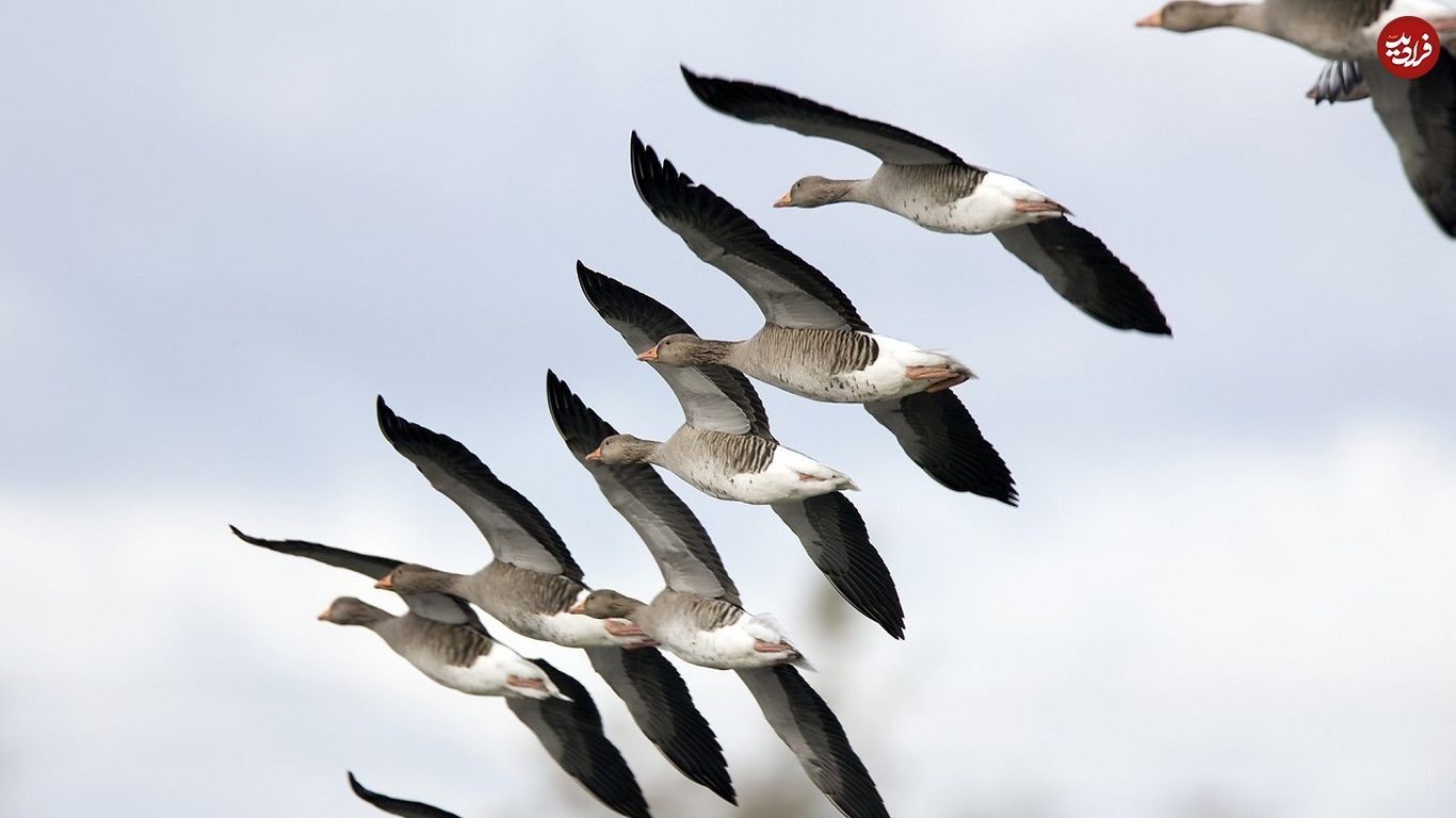 حقایق کلیدی و جالب در مورد مهاجرت پرندگان