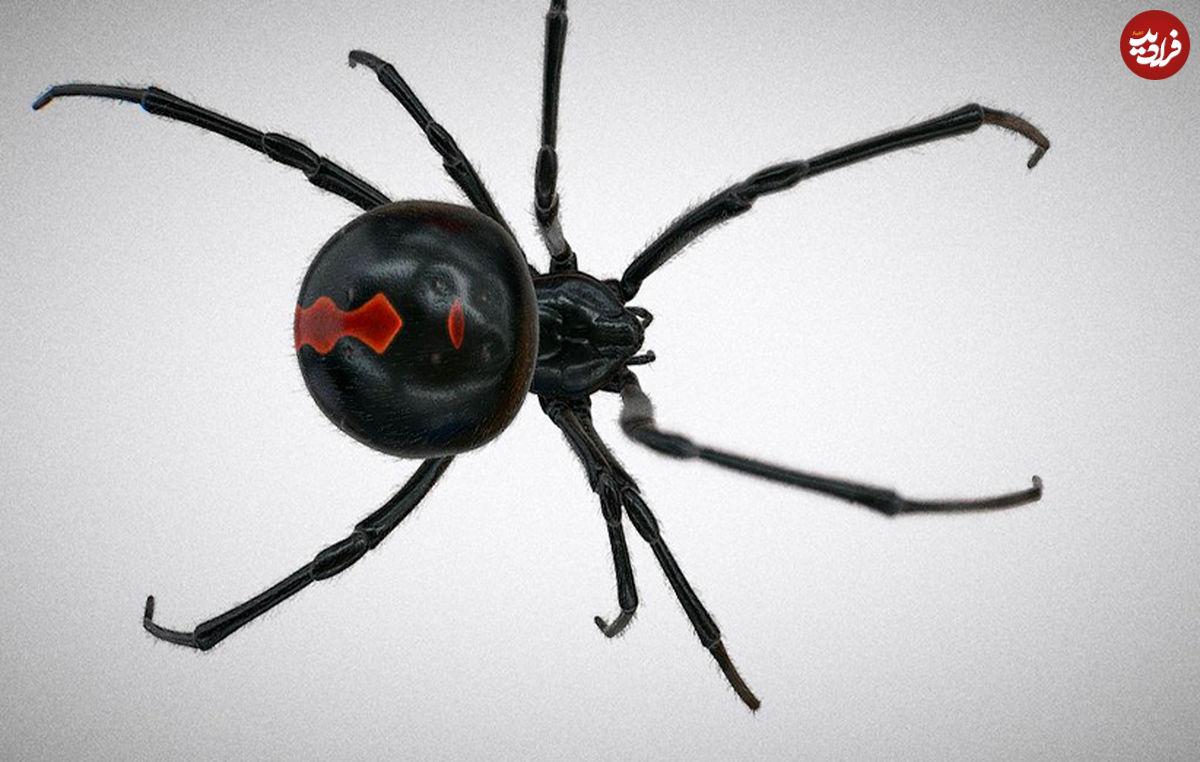 چرا از عنکبوت نباید ترسید؟