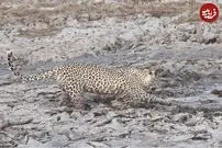 (ویدئو) ماهیگیری پلنگ در گل و لای و ظاهر شدن یک اسب آبی غول پیکر!