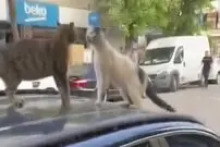 (ویدئو) خشن‌ترین دعوا؛ کشیده آب‌دار یک گربه به صورت رفیقش