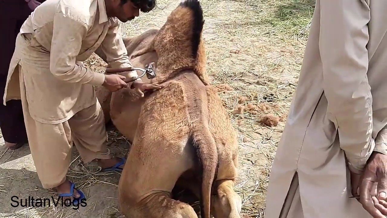 (ویدئو) فرآیند جالب و دیدنی پشم چینی شتر در پاکستان