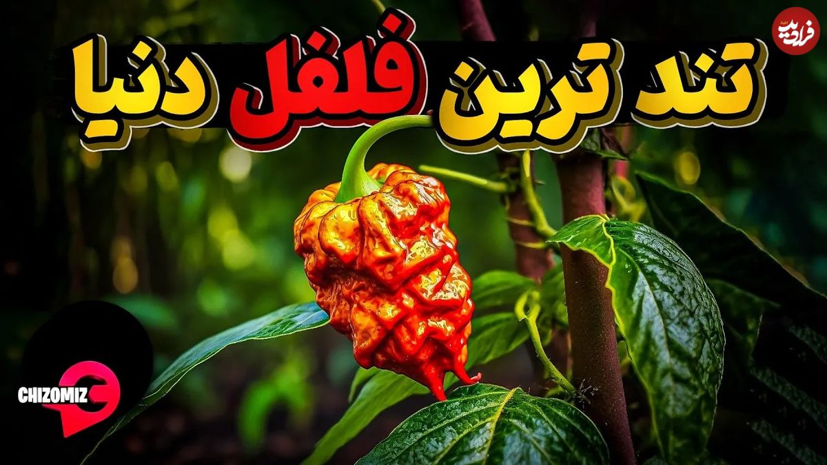 (ویدئو) تندترین فلفل های جهان؛ مرگبارترین فلفل را این محقق در مزرعه اش تولید کرد!