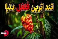 (ویدئو) تندترین فلفل های جهان؛ مرگبارترین فلفل را این محقق در مزرعه اش تولید کرد!