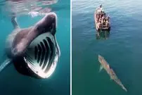 ببینید| کوسه آسوده؛ یک کوسه غول پیکر با دهانی فوق العاده بزرگ ولی بی خطر