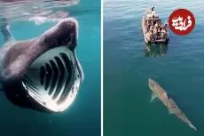 ببینید| کوسه آسوده؛ یک کوسه غول پیکر با دهانی فوق العاده بزرگ ولی بی خطر