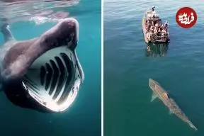 ببینید| کوسه آسوده؛ یک کوسه غول پیکر با دهانی فوق العاده بزرگ ولی بی خطر