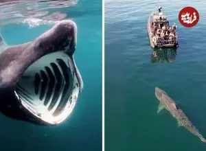 ببینید| کوسه آسوده؛ یک کوسه غول پیکر با دهانی فوق العاده بزرگ ولی بی خطر