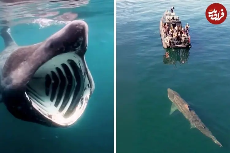 ببینید| کوسه آسوده؛ یک کوسه غول پیکر با دهانی فوق العاده بزرگ ولی بی خطر