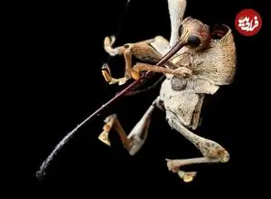 شاهکارهای عکاسی «کلوزآپ» که برندۀ جایزه سال 2026 شدند