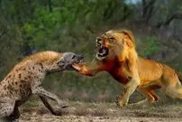 (ویدئو) وقتی خنده کفتار‌ها روی اعصاب شیر می‌رود!