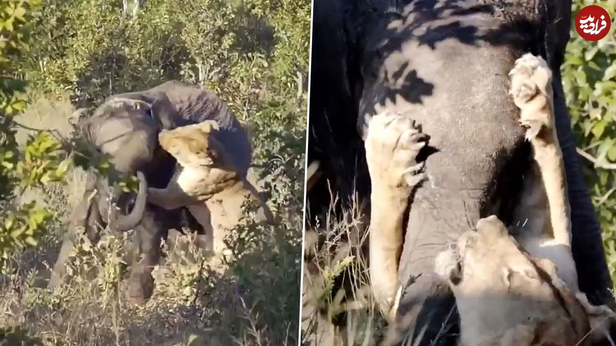 (ویدئو) نبرد خونین و حماسی شیر ماده و فیل جوان!