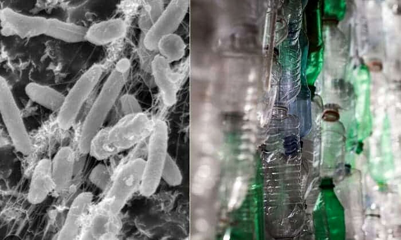 باکتری واقعا پلاستیک را می‌خورد