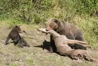 (ویدئو) بچه گوزن، خرس قهوه ای را با مادرش اشتباه گرفت و شکار شد!