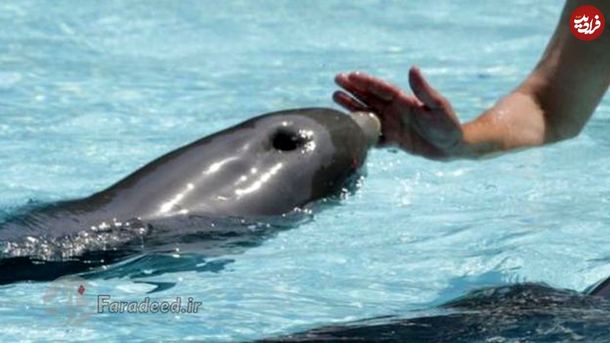 آیا دلفین‌ها در شرایط اسارت شادترند؟