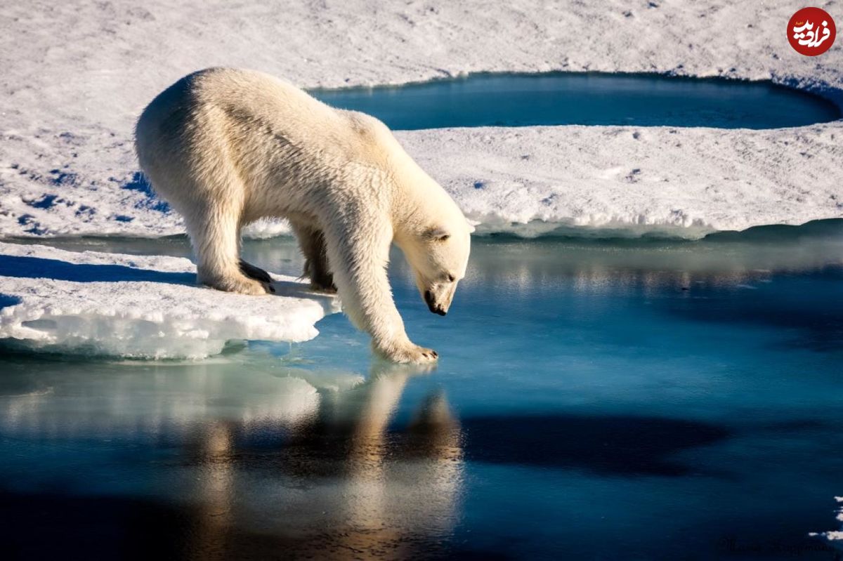 رکورد جدید دما در قطب شمال