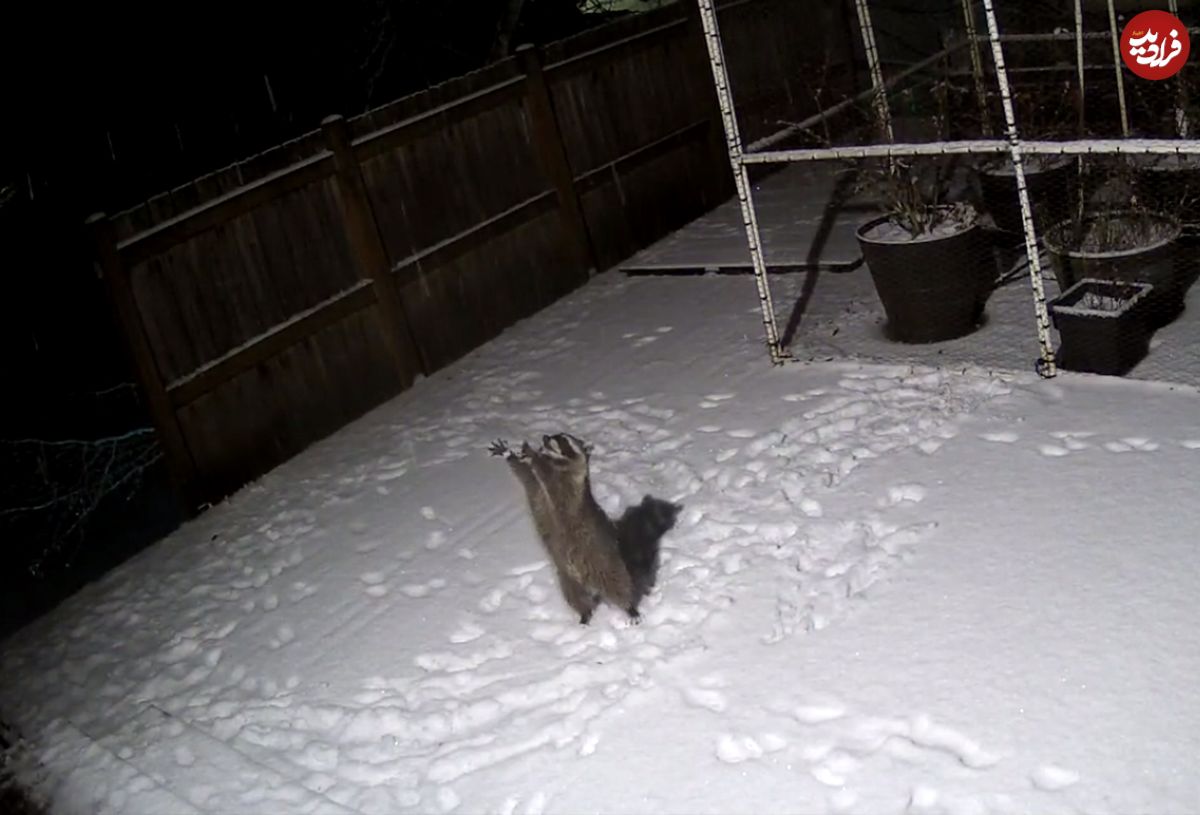 (ویدئو) تلاش خنده‌دار راکون برای گرفتن دانه‌های برف!