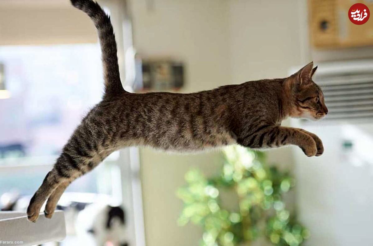 (ویدئو) رکوردزنیِ پرش ارتفاع توسط یک گربه