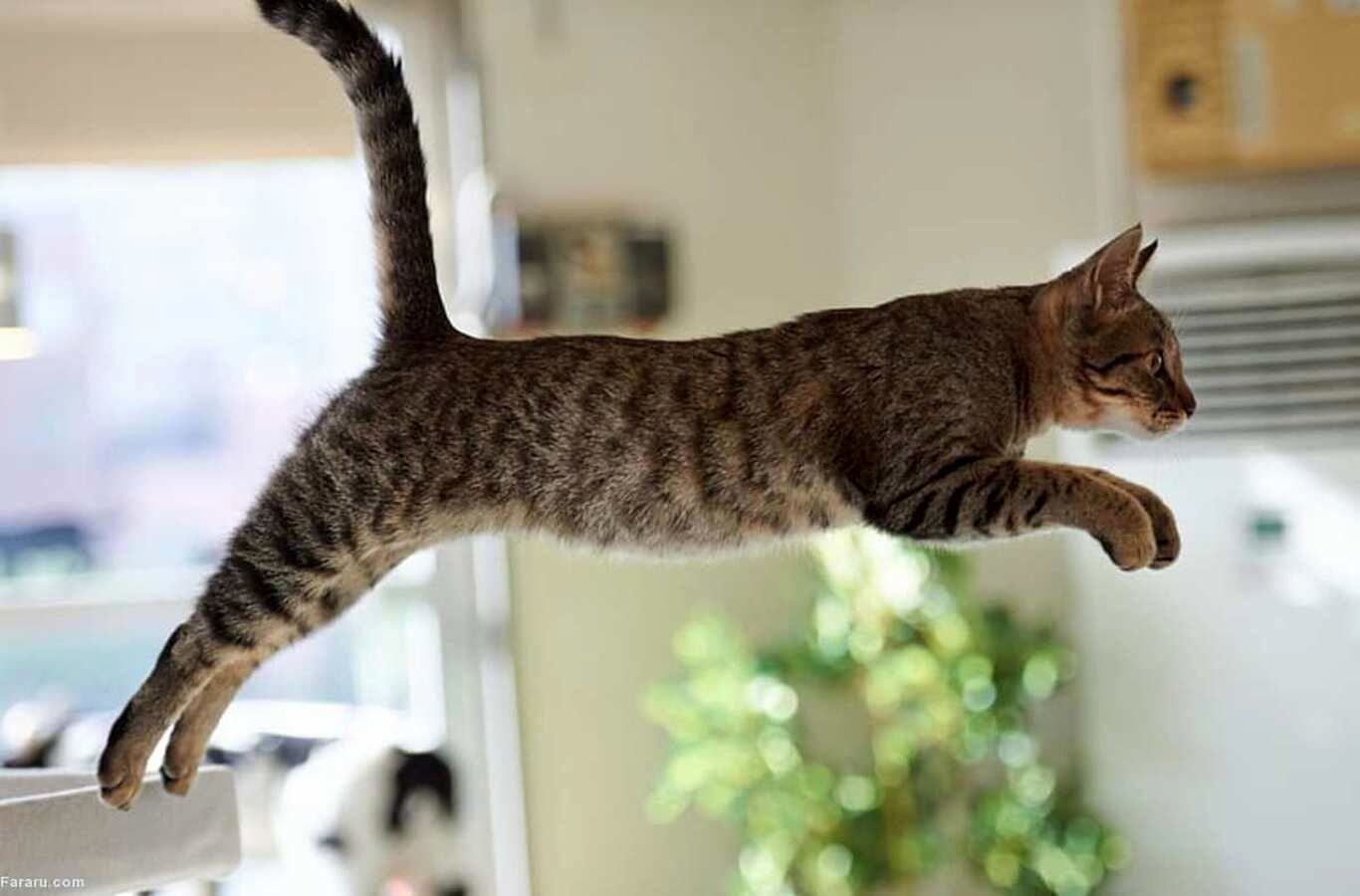 (ویدئو) رکوردزنیِ پرش ارتفاع توسط یک گربه