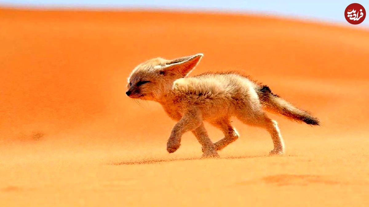 (ویدئو) روباه صحرا مار خطرناک بخت برگشته را خورد!