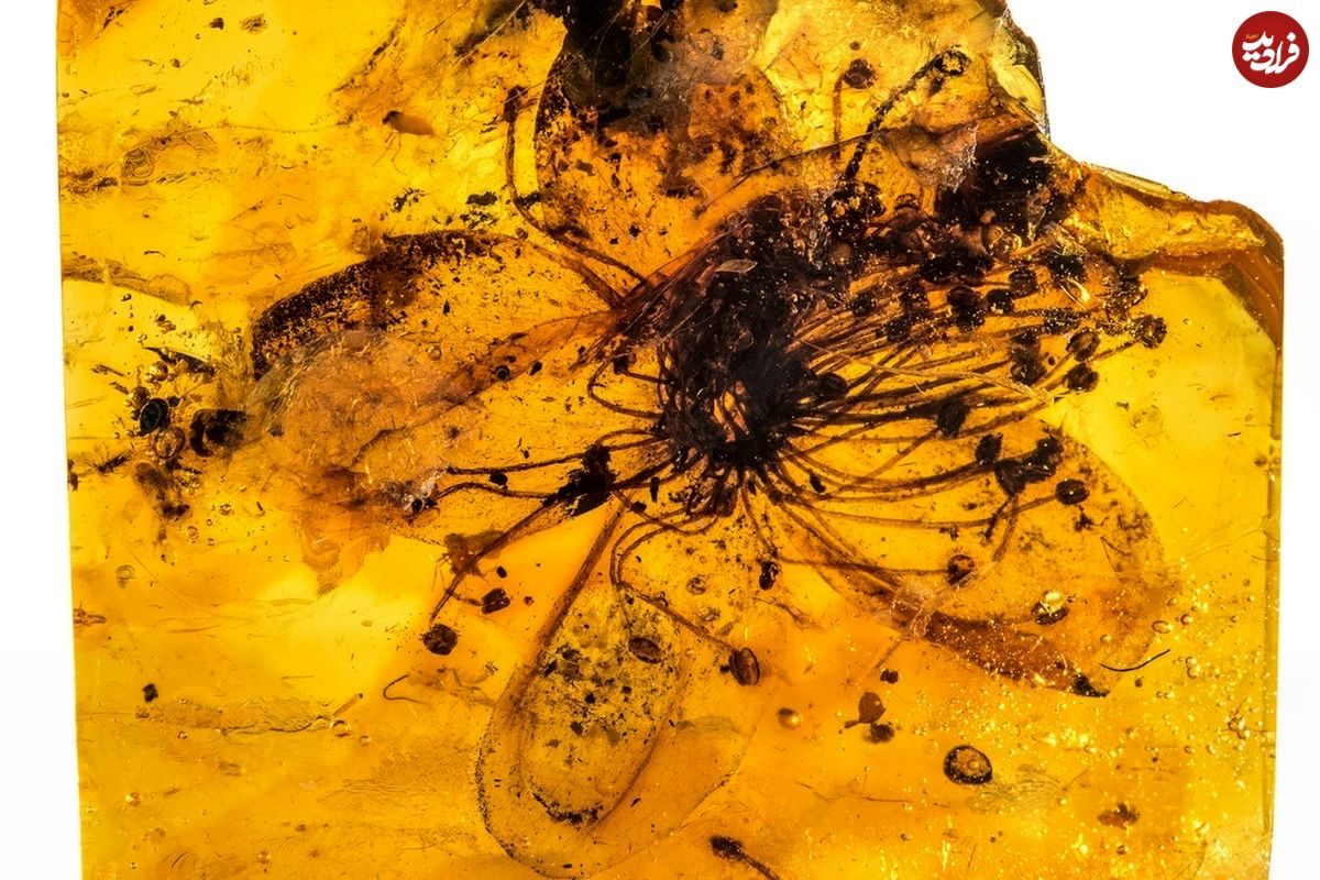 یافته‌های تازه دربارۀ فسیل گُل ۳۴ میلیون ساله