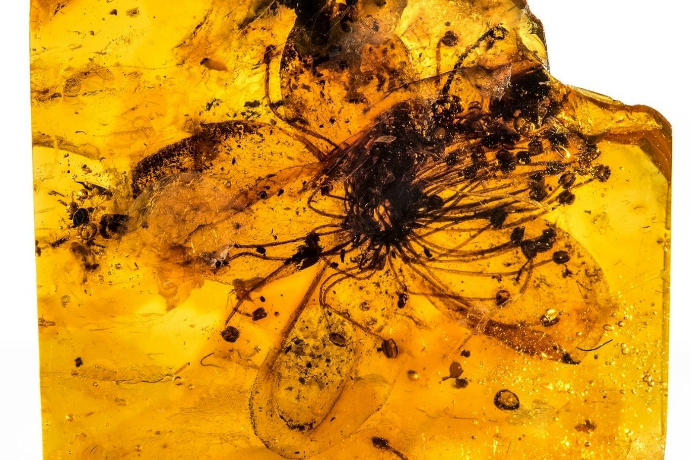 یافته‌های تازه دربارۀ فسیل گُل ۳۴ میلیون ساله