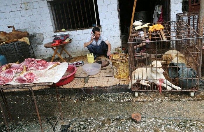 تجارت حیوانات وحشی در چین ممنوع شد