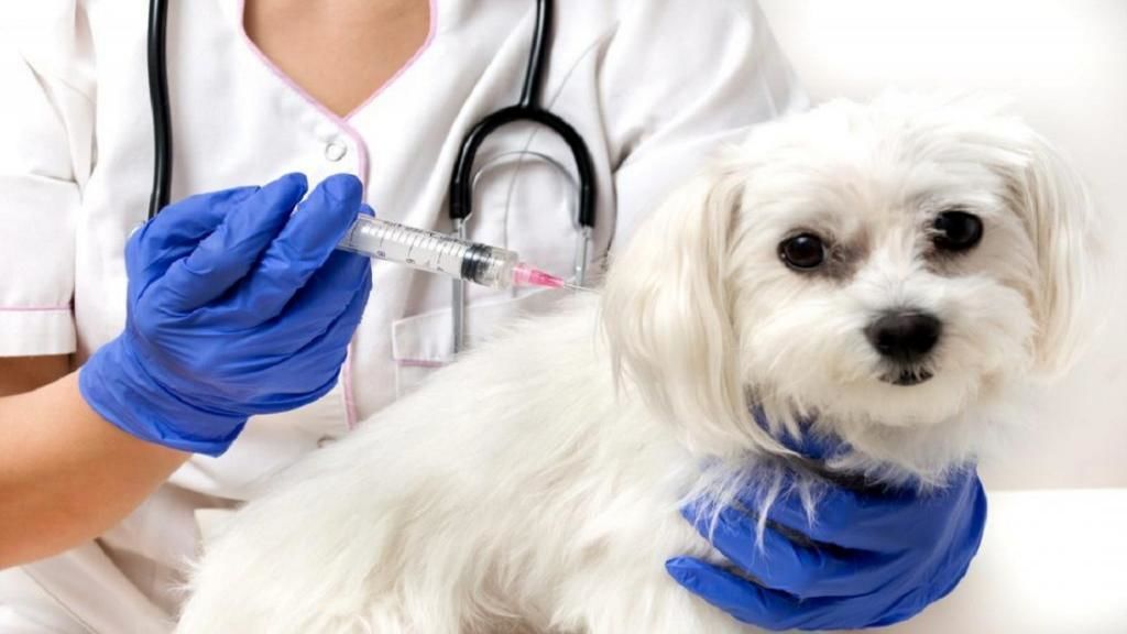 کشف واکسن ویروس کرونا برای حیوانات؟!