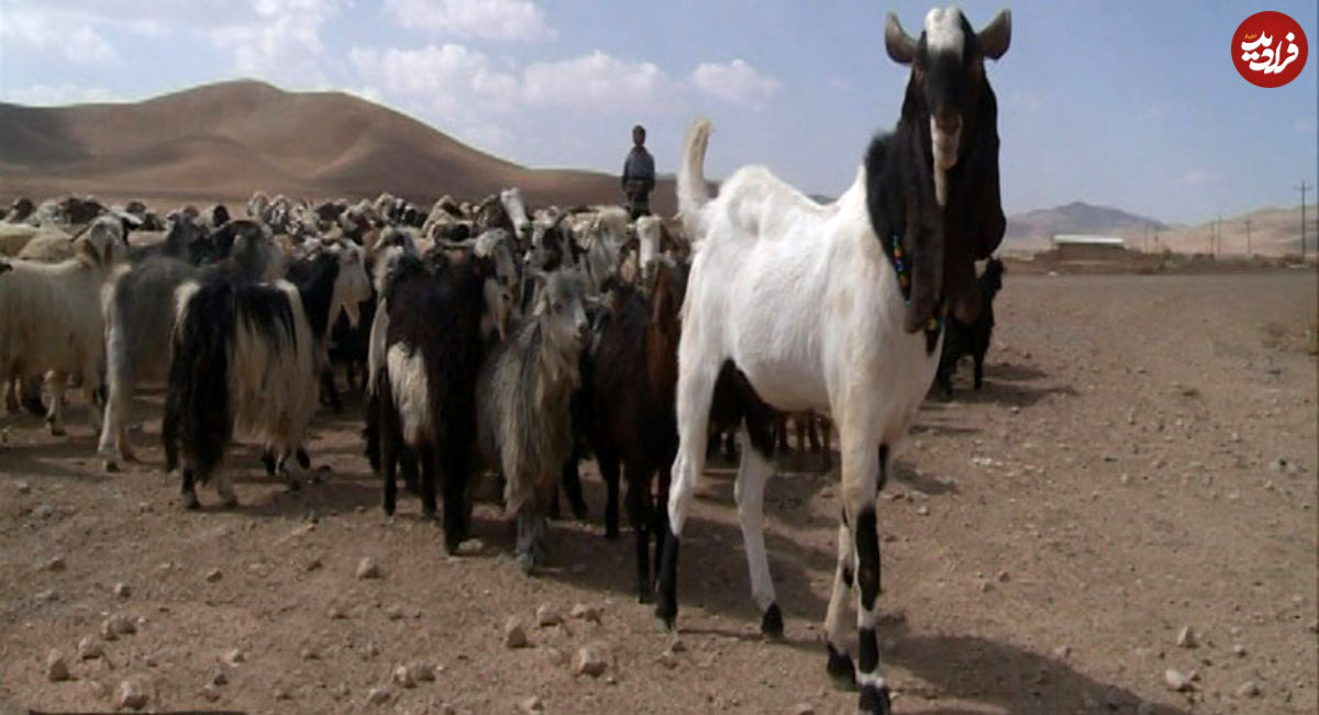 بز اعجوبه ایرانی؛ سنگین وزن و بزرگ‌تر از الاغ