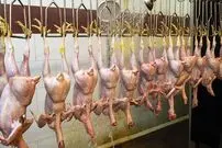 یک بشقاب آنتی بیوتیک