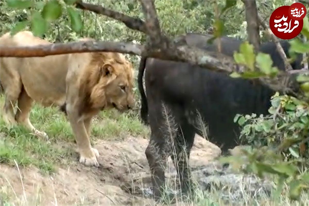 (ویدئو) شیر نر حواس پرت به یک قدمی بوفالو رسید و شکار یادش رفت!