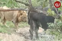 (ویدئو) شیر نر حواس پرت به یک قدمی بوفالو رسید و شکار یادش رفت!