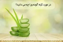 در مورد گیاه آلوئه ورا چه می دانید؟