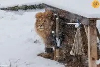 (ویدئو) تعجب شیر آفریقایی از بارش سنگین برف