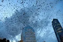 (ویدئو) واکنش باورنکردنی پرندگان ۷ ثانیه پیش از شروع زلزله مهیب!