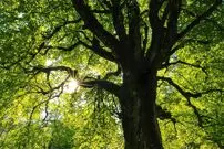 چرا برخی از گیاهان درخت نمی‌شوند؟