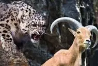 (ویدئو) تعقیب و گریز نفس‌گیر پلنگ برفی و بز کوهی در شیب تند