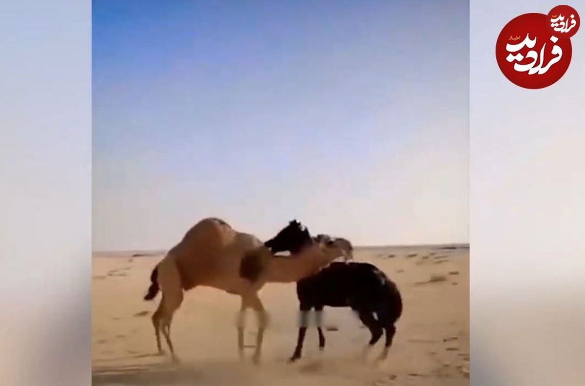 (ویدئو) شتر کشتی گیر، اسب خشمگین را ضربه فنی کرد!