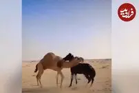 (ویدئو) شتر کشتی گیر، اسب خشمگین را ضربه فنی کرد!