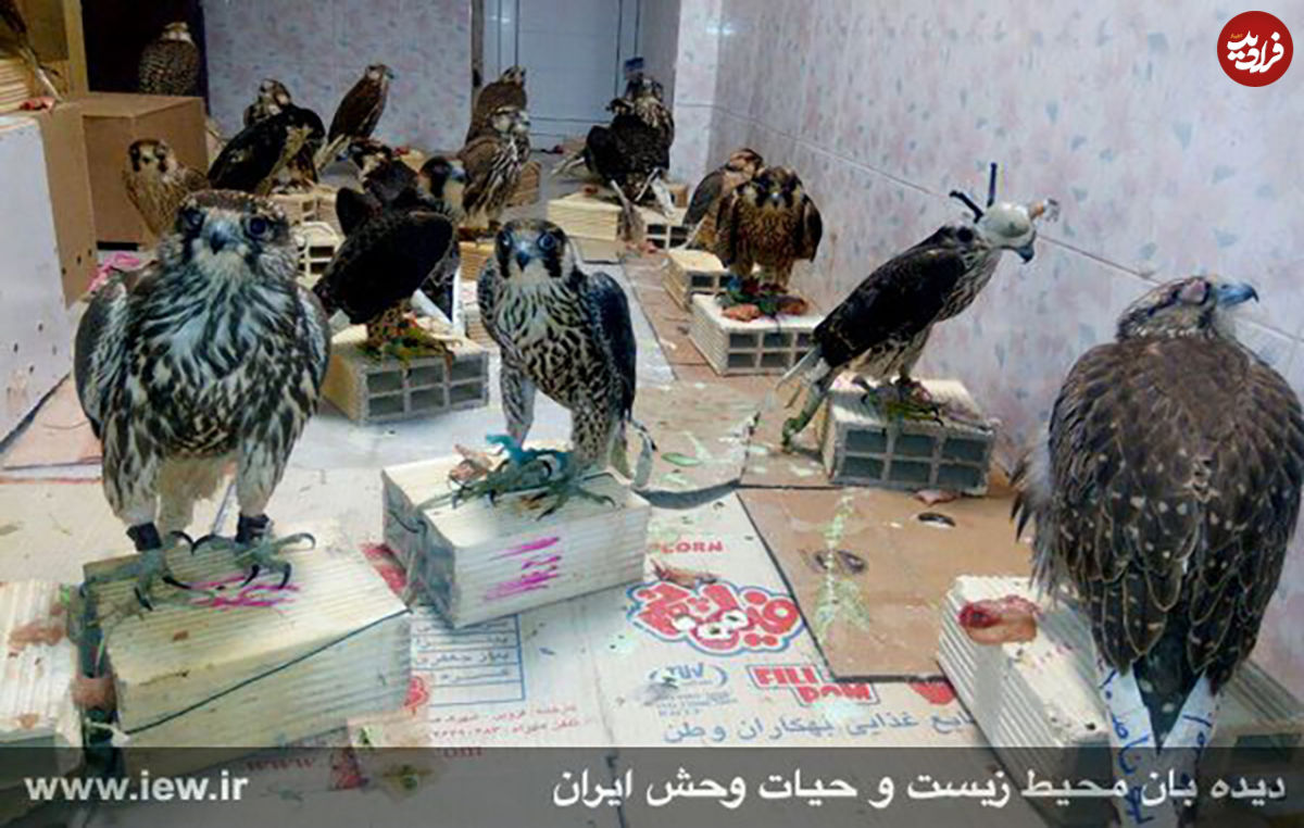 بازار قاچاق پرندگان شکاری داغتر از قبل