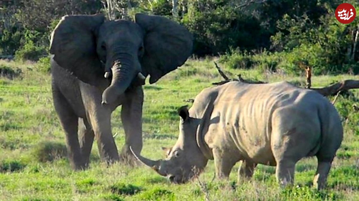(ویدئو) فیل با ترساندن عجیب کرگدن، نشان داد که رئیس کیست!
