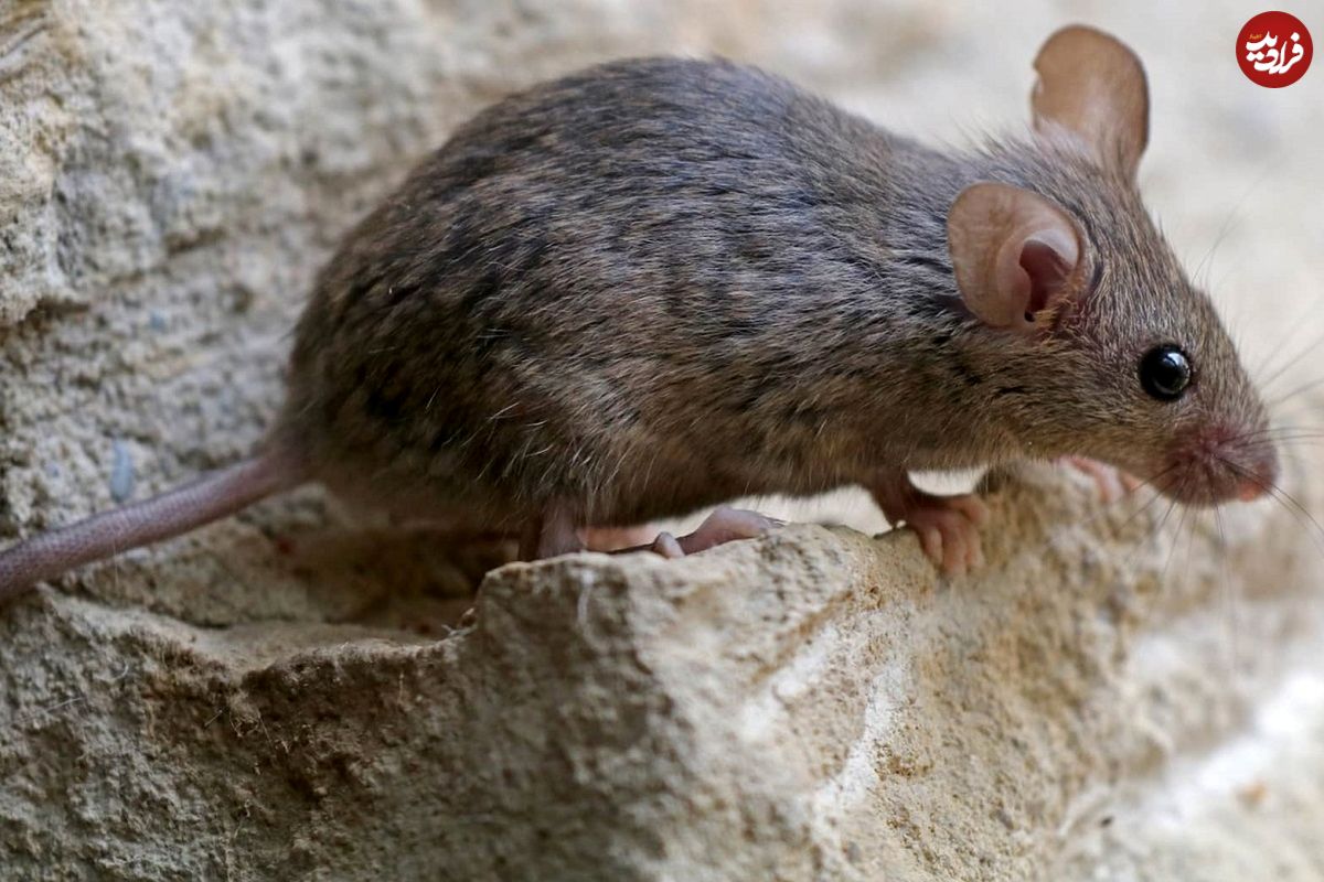 دانشمندان تعداد کروموزوم‌های موش‌ها را در چشم‌برهم‌زدنی تغییر دادند