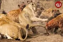 (ویدئو) وقتی کفتار‌ها و بوفالوها، شیر‌های بی‌نوا را می‌کُشند!