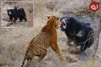 (ویدئو) خرس آفتاب برای نجات توله‌هایش به جان ببر افتاد!