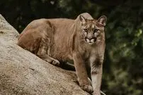 (ویدئو) شیر پوما، پنگوئن بخت برگشته را به دام انداخت و کشت!