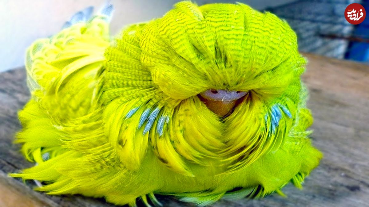 (ویدئو) 20 پرنده منحصر به فرد جهان که احتمالا تاکنون آن ها را ندیده اید