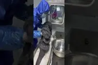 (ویدئو) لحظه برش زدن ماهی غول پیکر خاویاری و برداشت حیرت انگیز خاویار