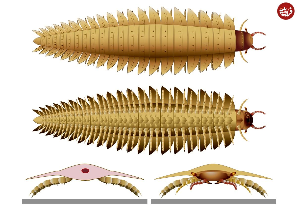 هزارپای 300 میلیون ساله‌ای که به اندازۀ یک «خودرو» بوده است