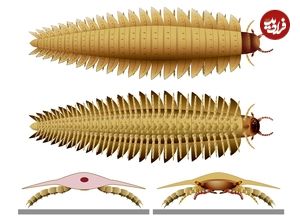 هزارپای 300 میلیون ساله‌ای که به اندازۀ یک «خودرو» بوده است